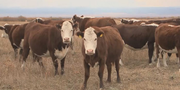 Екі метрлік жыныс мүшесінің бейнесін қараңыз